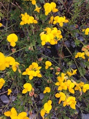 Lotus corniculatus