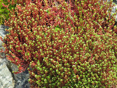 Crassula moschata