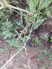 Cyphomeris gypsophiloides
