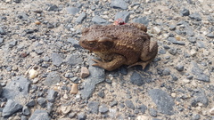 Bufo bufo