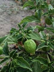 Physalis philadelphica