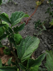 Physalis philadelphica