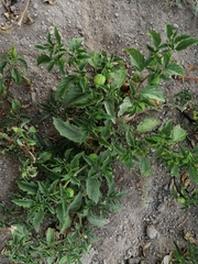 Physalis philadelphica