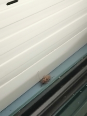 Hesperophanes sericeus