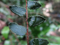 Pellaea rotundifolia