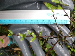 Pittosporum divaricatum
