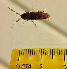Dicrepidius corvinus