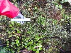 Pittosporum divaricatum