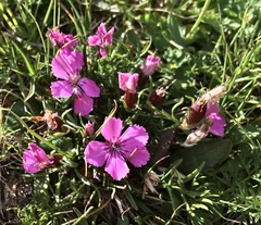 Dianthus glacialis
