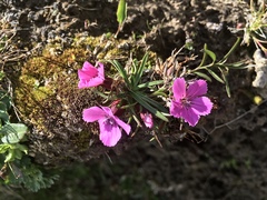 Dianthus glacialis