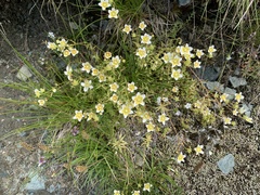 Saxifraga aspera