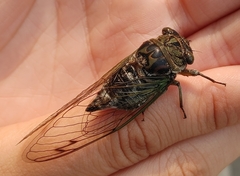 Neotibicen canicularis