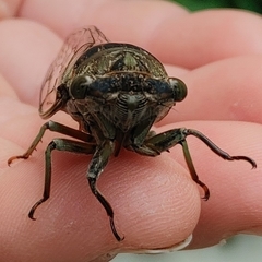 Neotibicen canicularis