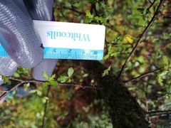 Pittosporum divaricatum