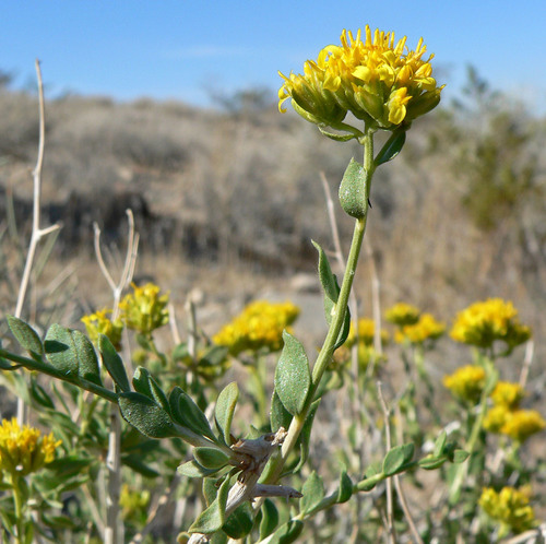 Amphipappus fremontii var. spinosus
