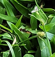 Ocyptamus antiphates