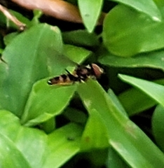 Ocyptamus antiphates