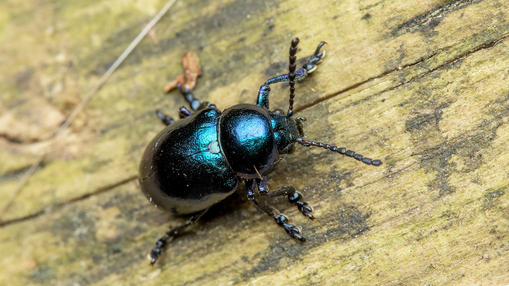 Chrysochus asclepiadeus from Liesing, 1230 Vienna, Austria on July 31 ...