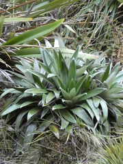 Celmisia semicordata