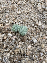 Oreonana vestita