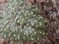 Oreonana vestita