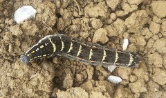 Theretra oldenlandiae