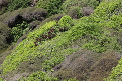 Pseudopanax arboreus