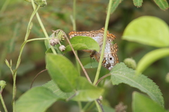 Anartia jatrophae semifusca
