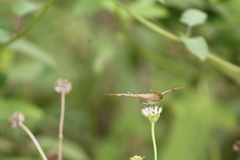 Anartia jatrophae semifusca