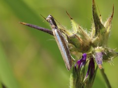 Pleurota aristella