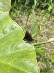 Pellicia
