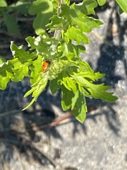 Hippodamia variegata