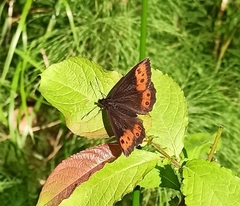 Erebia ligea