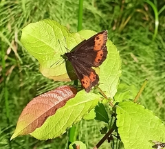 Erebia ligea
