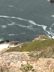 Chrysaora fuscescens