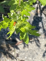 Hippodamia variegata