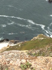 Chrysaora fuscescens