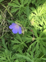 Geranium incanum