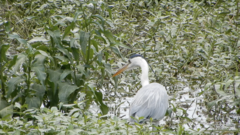 Ardea cinerea