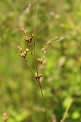 Juncus dichotomus