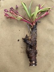 Claytonia acutifolia