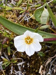 Claytonia acutifolia