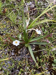Claytonia acutifolia