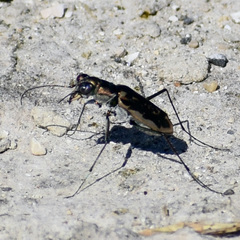 Ellipsoptera