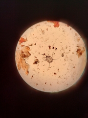 Otodectes cynotis