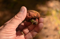 Gastroboletus