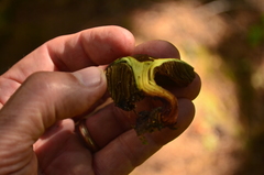 Gastroboletus