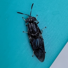 Hermetia sexmaculata