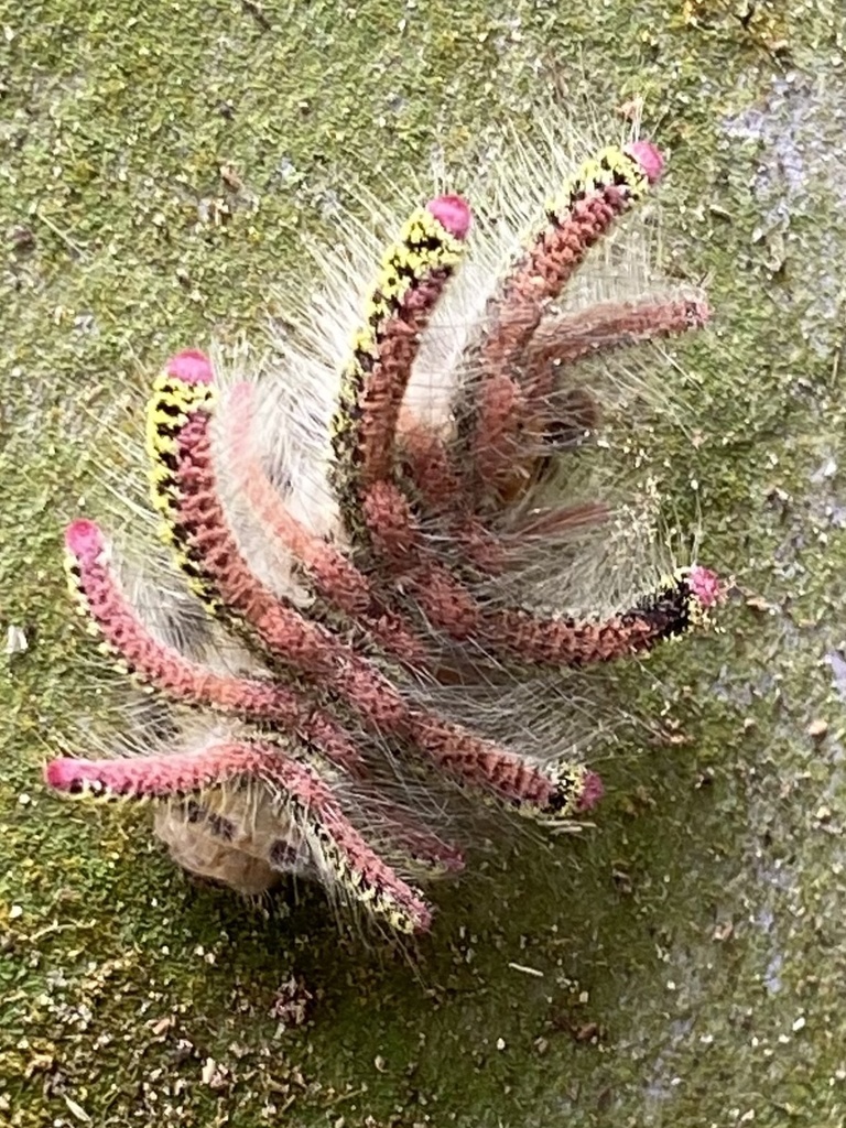 Euphobetron cypris
