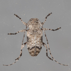 Sternidius mimeticus